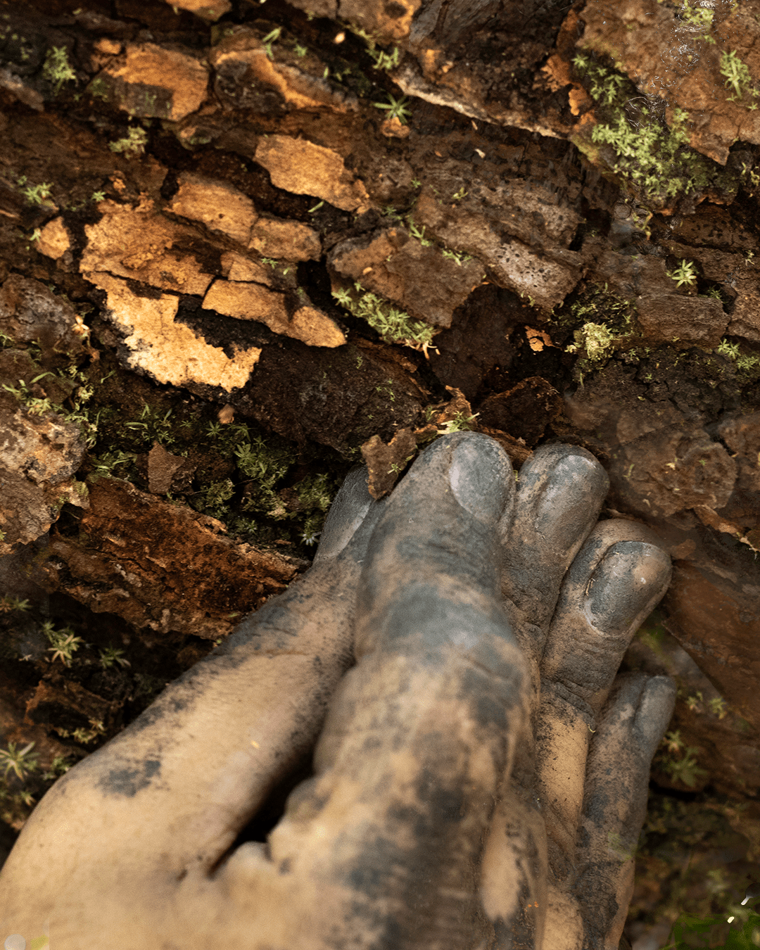 Escuta sensível das plantas