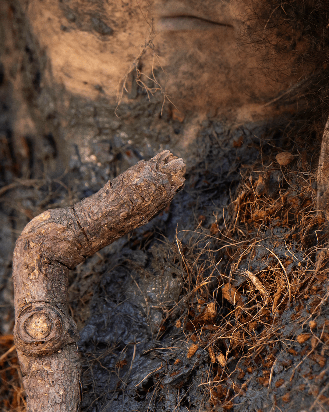 Escuta sensível das plantas